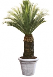 MACROZAMIA MOOREI