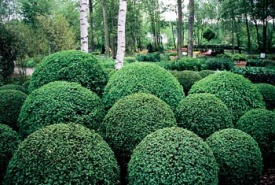 Rostliny (zde zimostráz - Buxus) stříhané do pravidelných tvarů symbolizují v zahradě energii kovu