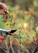 Angrešt rodí na loňských výhonech. Seřízněte boční výhony asi na pět listů, hlavní asi na polovinu, aby slunce mělo přístup do středu keře
