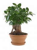 Ficus microcarpa je jedním z mnoha fíkusů, které se pěstují jako bonsaje, a je oblíbeným především pro robustní stavbu a výrazný tvar
