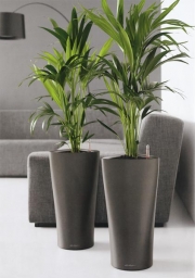 HOWEA FORSTERIANA