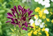 Luštěnice (Cleome) působí lehce a vzdušně, přestože je poměrně vysoká. Pěstuje se v několika barvách, od čistě bílé přes růžovou až po fialovou