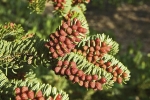 Samčí šištice jedle řecké, (Abies cephalonica) krášlí větve zhruba v polovině jara