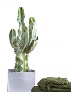 Euphorbia vyžaduje omezenou zálivku a slunné stanoviště