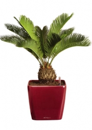 CYCAS REVOLUTA