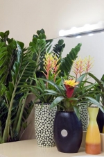 V pozadí Zamioculcas zamiifolia roste přímo zázračně a nepotřebuje víc než dostatečně velký květináč a občas zalít