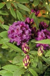 Pěnišník (Rhododendron x hybridum) má krásná i poupata