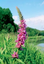 Kyprej vrbici (Lythrum salicaria) kvetoucí celé léto sázejte do trvale vlhké zóny