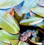 Rdest vzplývavý se vznáší na hladině (Potamogeton fluitans)