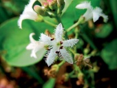 Zákonem chráněná vachta třílistá (Menyanthes trifoliata) dobře poroste v trvale vlhké bahenní zóně