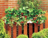 Nejoblíbenějším drobným ovocem, které se dá pěstovat na balkonech, jsou jahody