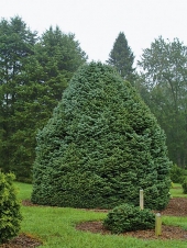 Abies concolor