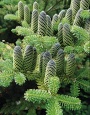 Jedle korejská (Abies koreana)