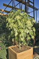 Mračňák (Abutilon), stříhaný do stromečkovitého tvaru, je „klasikou“ přenosné zeleně
