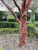 Acer griseum - menší javor s nápadně odlupčivou hnědočervenou kůrou