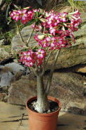 Adenium obesum je nádherný africký sukulent, obsahuje však latex, který se dříve používal jako šípový jed.