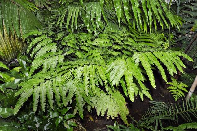 Netík Adiantum polyphyllum patří k mohutnějším a odolnějším druhům. Výborně se hodí do sesazených nádob s větším množstvím rostlin, k vodním nádržkám a do terárií.