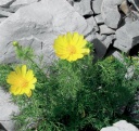 Hlaváček jarní (Adonis vernalis)