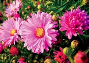 Hvězdnice (Aster dumosus Lilac Tima)