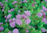 nestařec (Ageratum houstonianum)