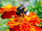 Aksamitník (Tagetes)