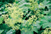 Kontryhel (Alchemilla mollis) je báječná trvalka, která své žlutozelené trsy listů a květů tvoří nejraději na vlhčích a přístíněných místech. Výborně se hodí na okraj smíšených záhonů. Je ozdobná především dekorativním listem, v jehož středu se často třpytí kapka rosy. Výška 35 cm, kvete v červnu a v červenci