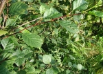 Alnus sp. - olše