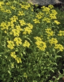 Tařice horská (Alyssum montanum)