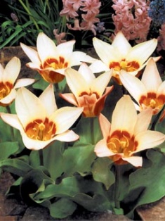 Kaufmanniana hybridy Ancilla