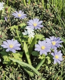Sasanka vábná (Anemone blanda) je hlíznatá skalnička z hor jižní Evropy a Balkánského poloostrova. V teplejších regionech naší republiky roste bez problémů ve sklakách na slunci