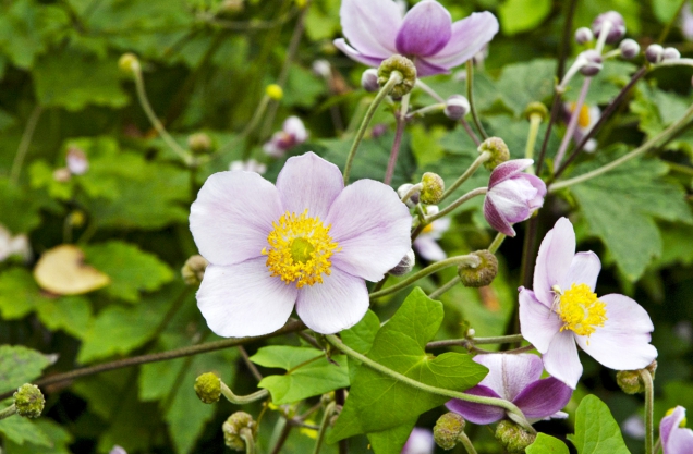 Sasanka japonská (Anemone hupehensis)
