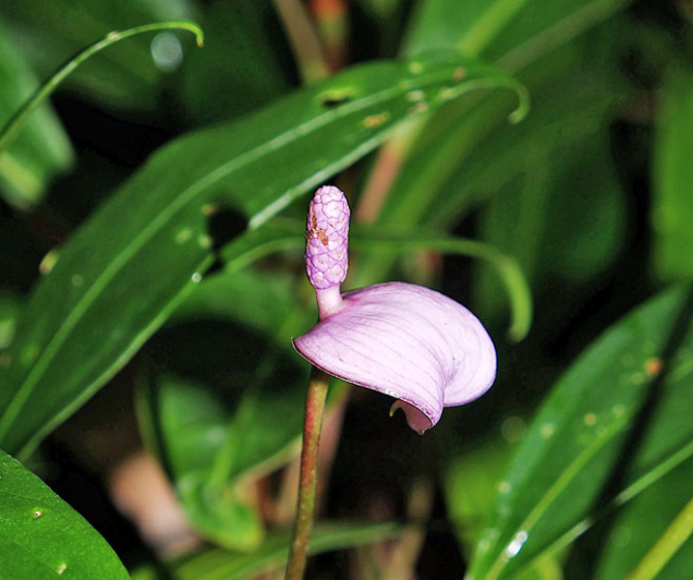 Anthurium amnicola je drobná rostlina s jemnými fialovými toulci. Doporučuje se spíše pro zkušenější pěstitele.