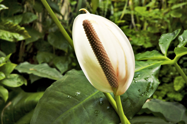 Anthurium ornatum zdobí toulce něžně pleťově růžové.
