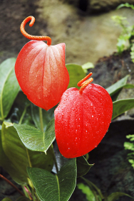 Nápadně červeně kvetoucí Anthurium scherzerianum bývalo oblíbeným druhem našich babiček.