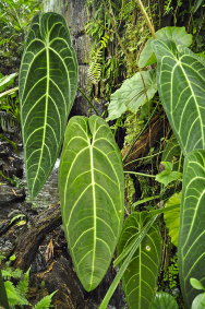 Anthurium warocqueanum má nejdelší listy ze všech anturií. Metrová délka je běžná, ale v přírodě dorůstají mnohem více.