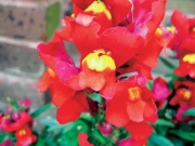 Hledík (Antirrhinum)