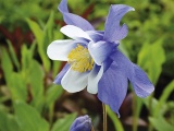 Ve správné anglické zahradě nechybějí trvalky. Mezi oblíbené jarní druhy patří orlíčky (Aquilegia). Velkokvěté odrůdy asi časem trochu zeslábnou a květy nebudou tak velké, obyčejné staré odrůdy s menšími květy se naopak budou šířit stinnými partiemi zahrady bez vaší pomoci