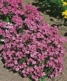 Huseník (Arabis)