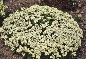 Huseník kavkazský (Arabis caucasica) vytváří hroznovitá květenství v dubnu a květnu