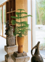 Araucaria Heterophylla