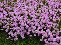 Typicky růžové květy trávničky Armeria juncea se na rostlině objevují na konci května