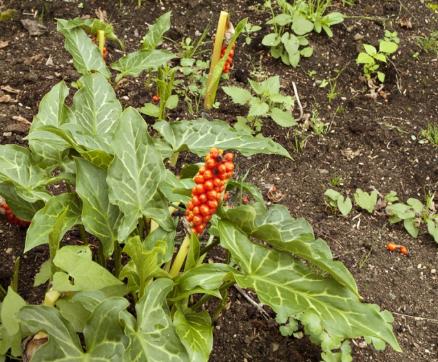 Áron italský (Arum italicum)