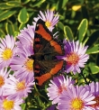 Aster dumosus