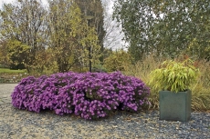 Hvězdnice křovitá (Aster dumosus) naplno kvete v září