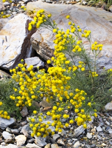 Hvězdnice zlatovlásek (Aster linosyris)