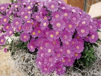 Hvězdnice křovitá (Aster dumosus)
