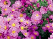 Hvězdnice (Aster)