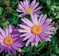 Hvězdnice alpská (Aster alpinus)