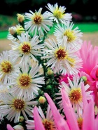 Hvězdnice - trvalka (Aster ericoides)
