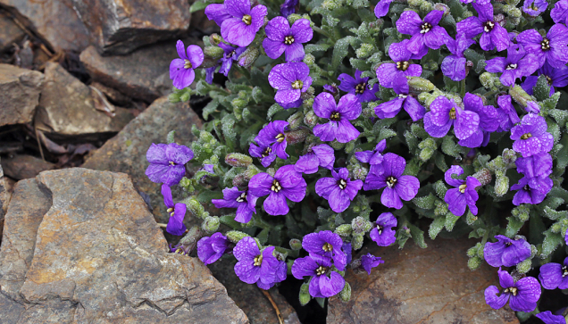 Tařička kosníkovitá (Aubrieta deltoidea) pochází z Balkánského poloostrova a kvete od dubna do června.